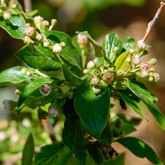 Peking Cotoneaster